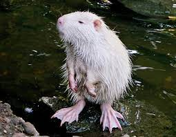 rat