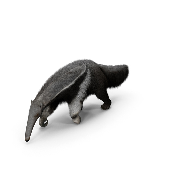 ant eater