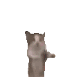 cat jump