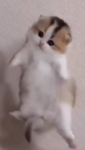 cute cat