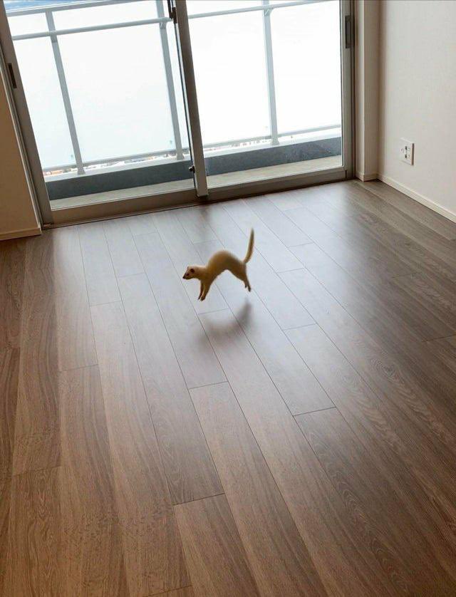 jumpingdog