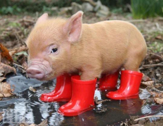 pig