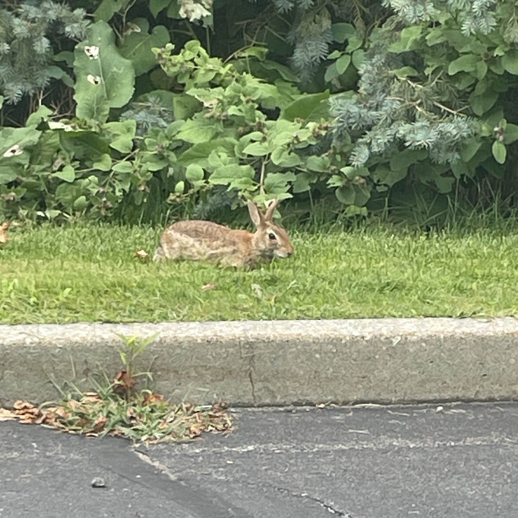 bunny from work. pretty silly.