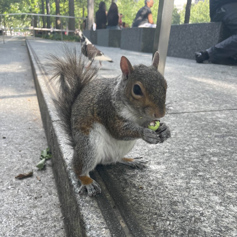 a squirrel i saw in NYC