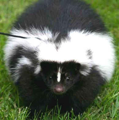 skunker pfp for yt