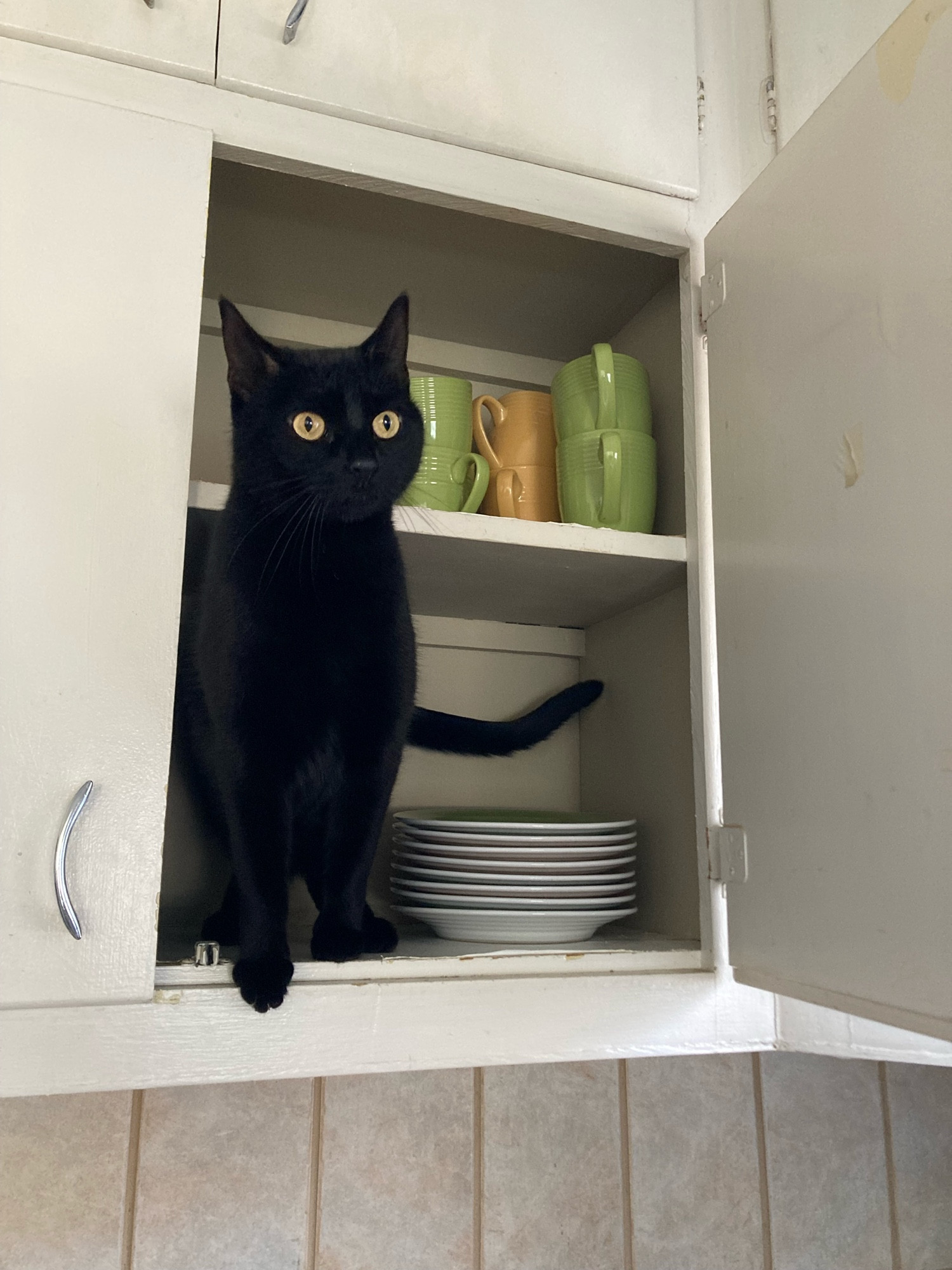 cat in the cabinet