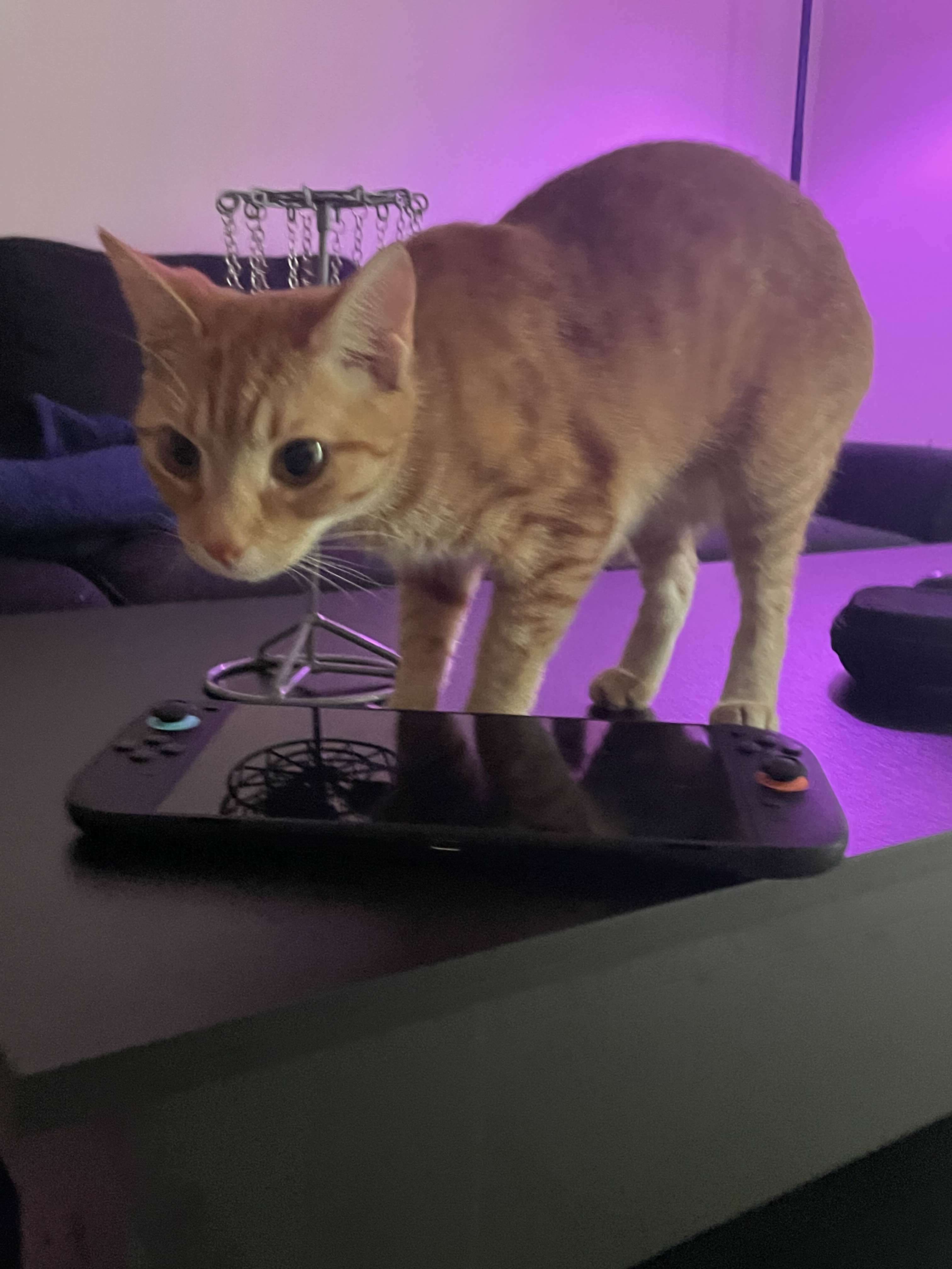 gaming cat