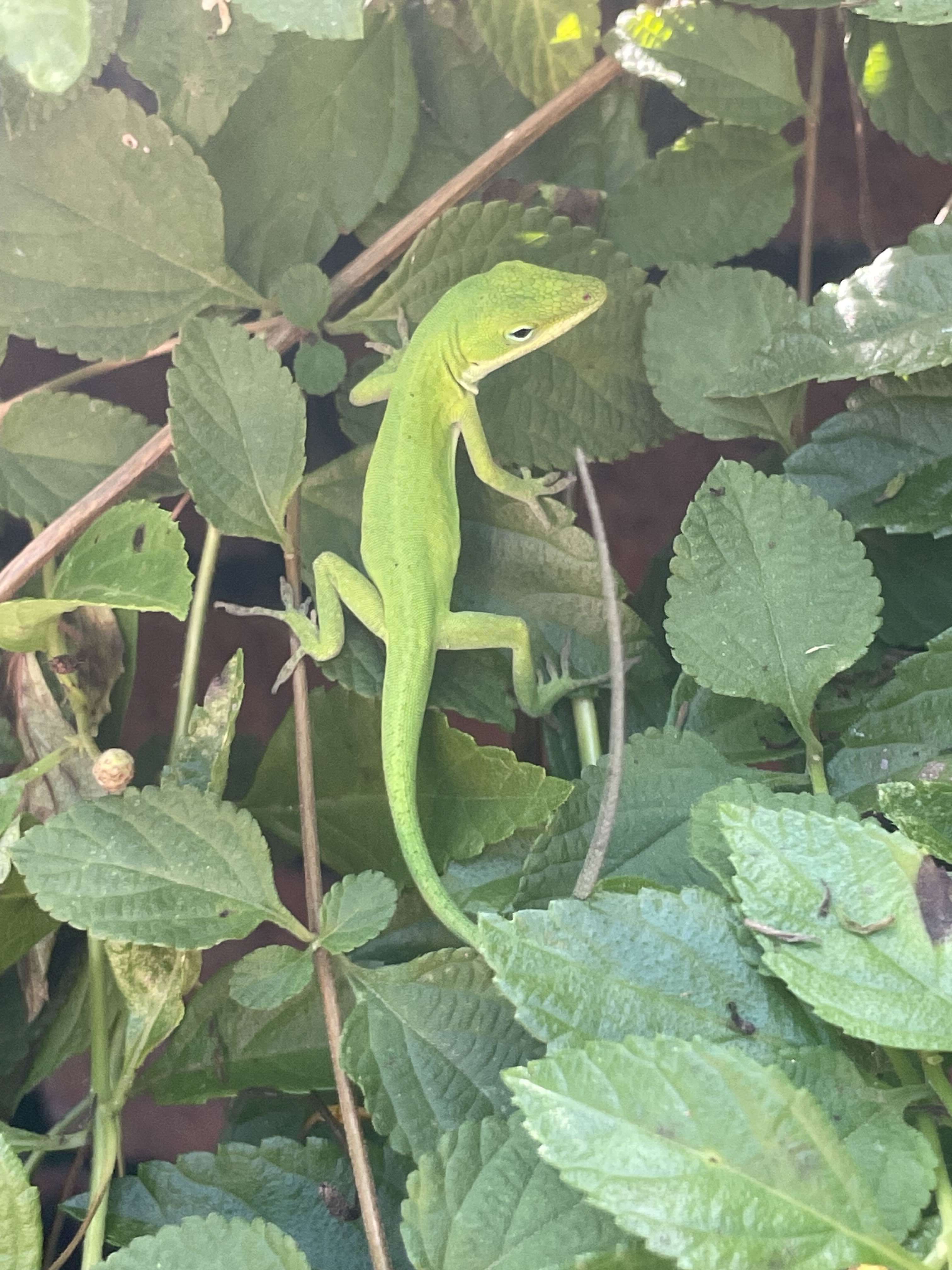 cool lizard