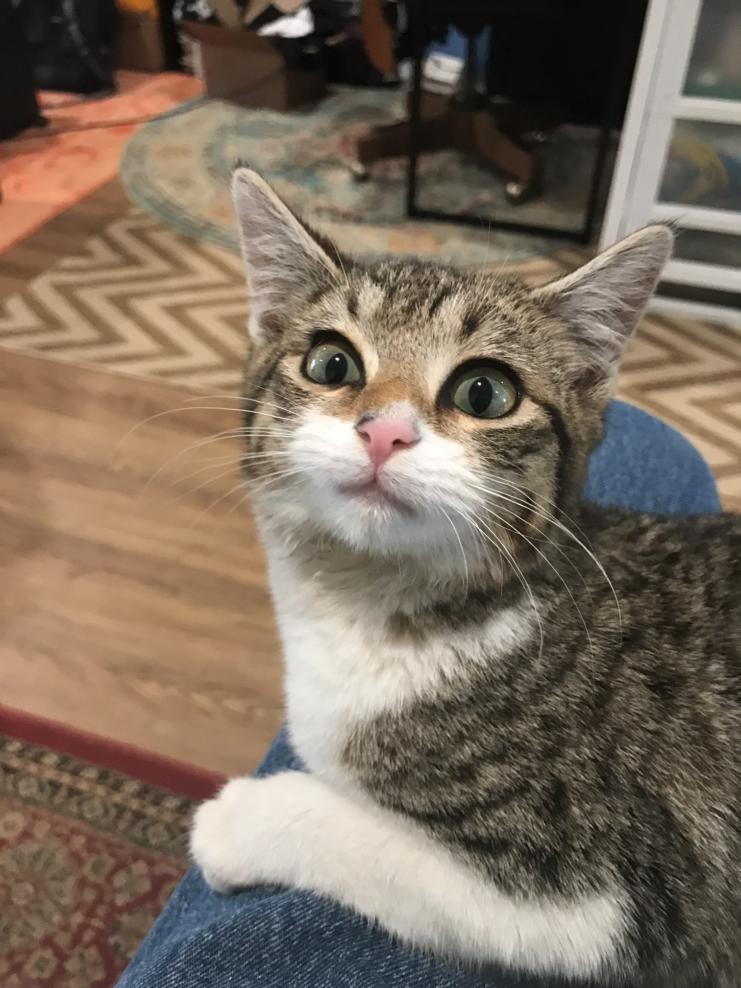 a cool picture of a cat (my sister sent me this)