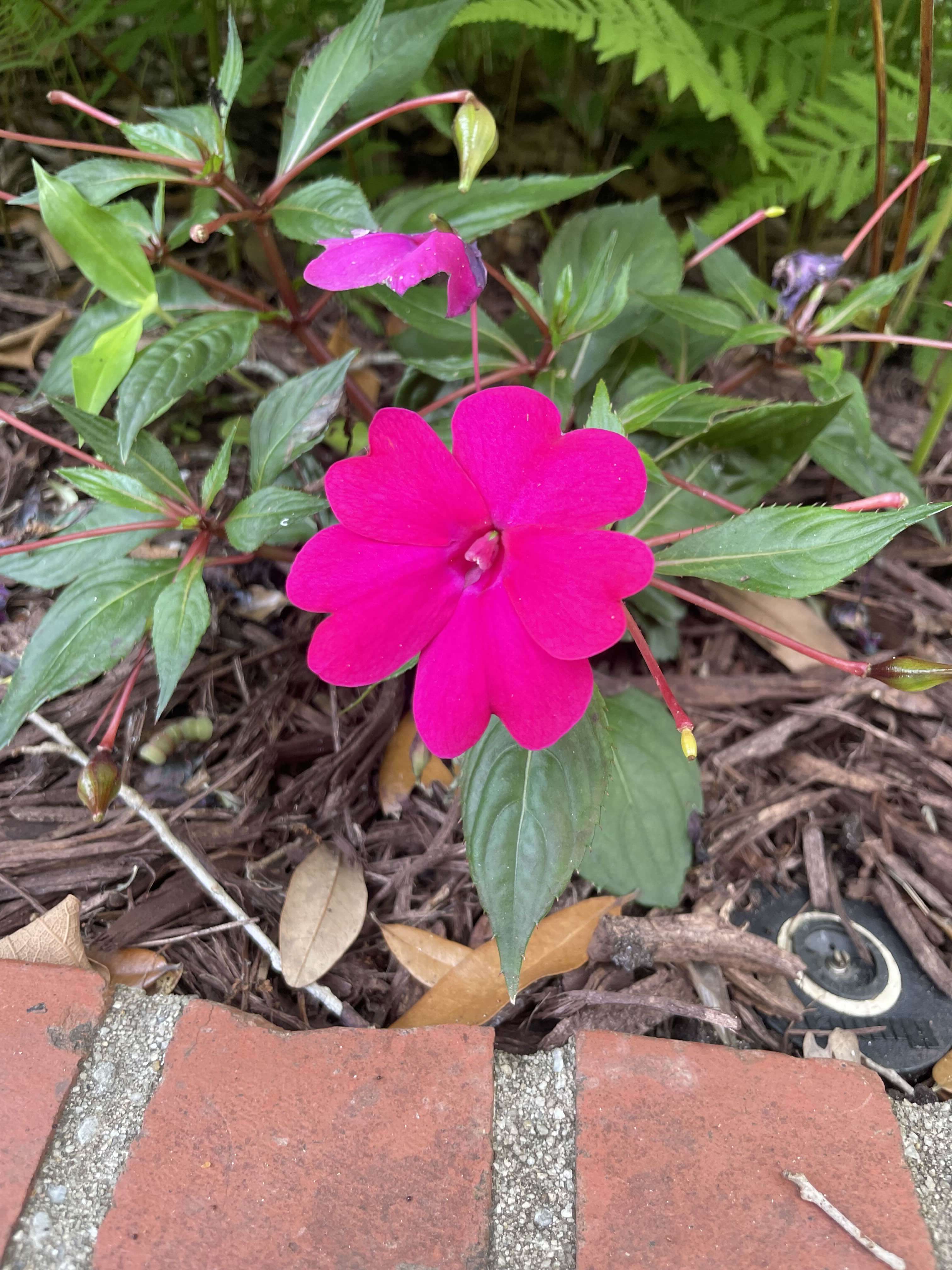 pink flower