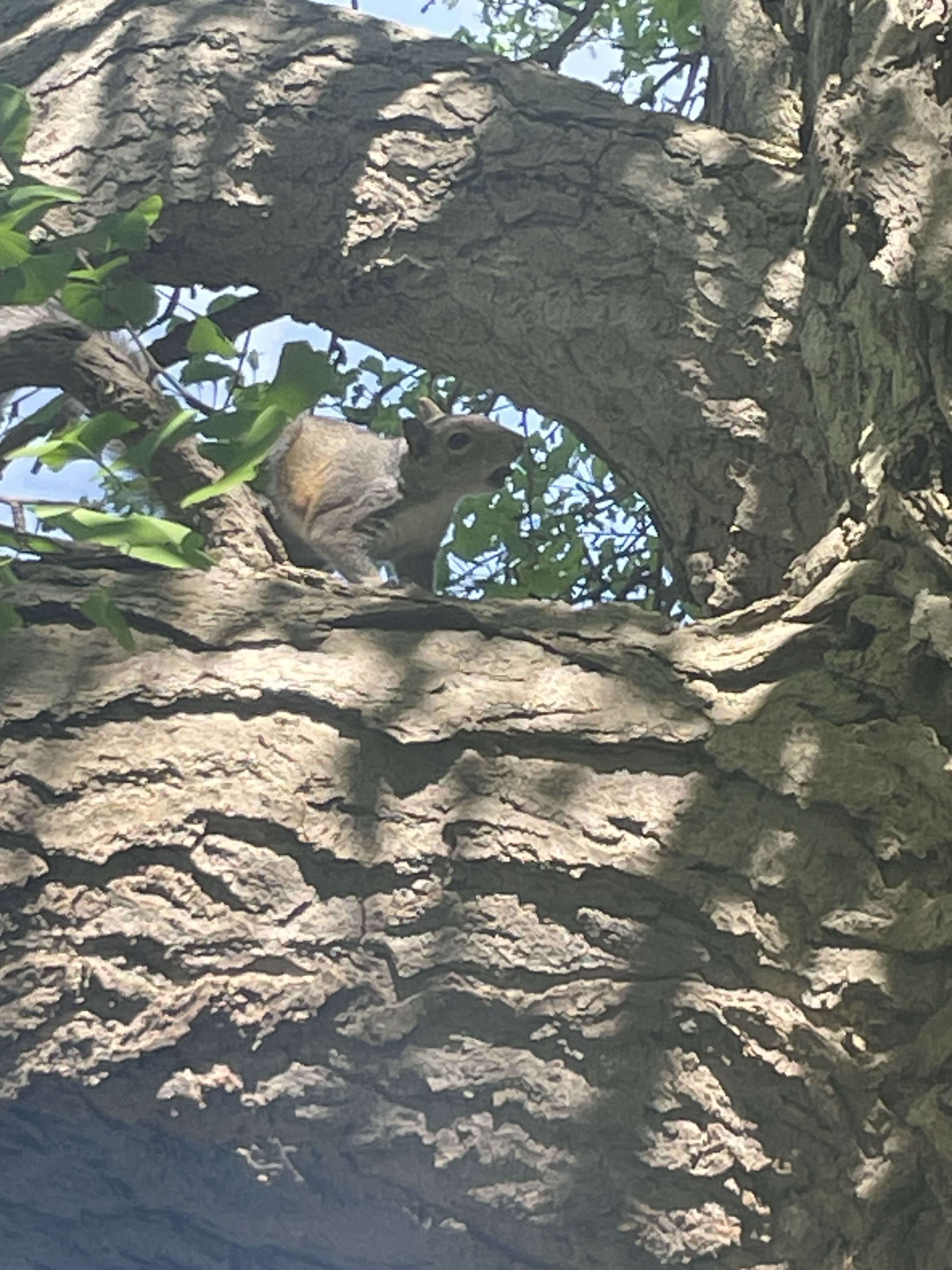 silly squirrel